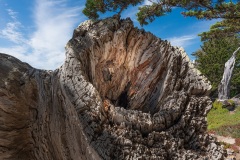 17-Mile-Drive-Monterey Count, CA-5