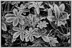 27-Yankee Boy Basin, CO