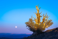 Eastern Sierra, CA-1
