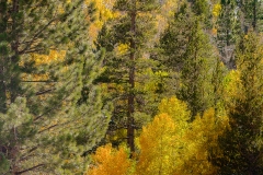 Eastern Sierra, CA-15