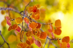 Eastern Sierra, CA-17