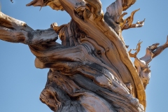 Eastern Sierra, CA-2