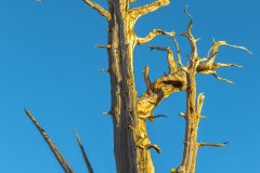 Eastern Sierra, CA-3