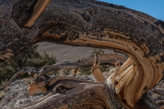 Eastern Sierra, CA-5