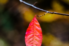 12-Cades Cove, Smoky Mountains