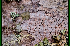 37-Little River Road, Smoky Mountains