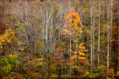 3-Cades Cove, Smoky Mountains