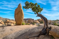 1-Joshua Tree-Jumbo Rocks Campground