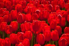 1-Longwood Gardens, PA