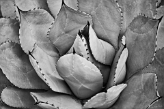 8-Longwood Gardens, PA