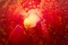 2-Longwood Gardens, PA