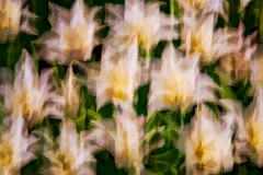 5-Longwood Gardens, PA