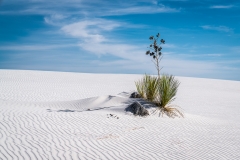 1-White-Sands-Yucca