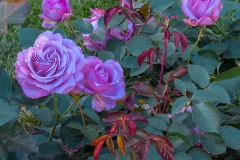 1-International Rose Test Garden-Portland, OR