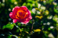 2-International Rose Test Garden-Portland, OR1