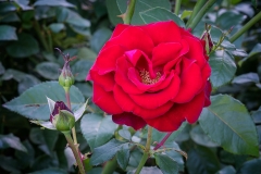 3-International Rose Test Garden-Portland, OR2