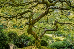 Portland-Japanese-Gardens