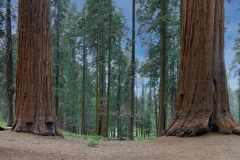 Sequoia National Park–7, CA