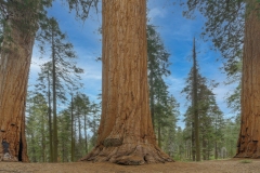 Sequoia National Park-1, CA