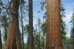 Sequoia National Park-2, CA