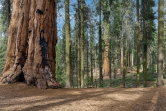 Sequoia National Park-8, CA